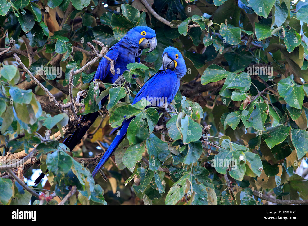 Blauer Ara, paar, Pantanal, Mato Grosso, Brasilien, Südamerika / (Anodorhynchus Hyacinthinus) Stockfoto