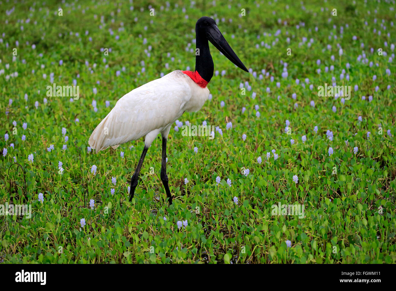 Jabiru, Pantanal, Mato Grosso, Brasilien, Südamerika / (Jabiru Mycteria) Stockfoto