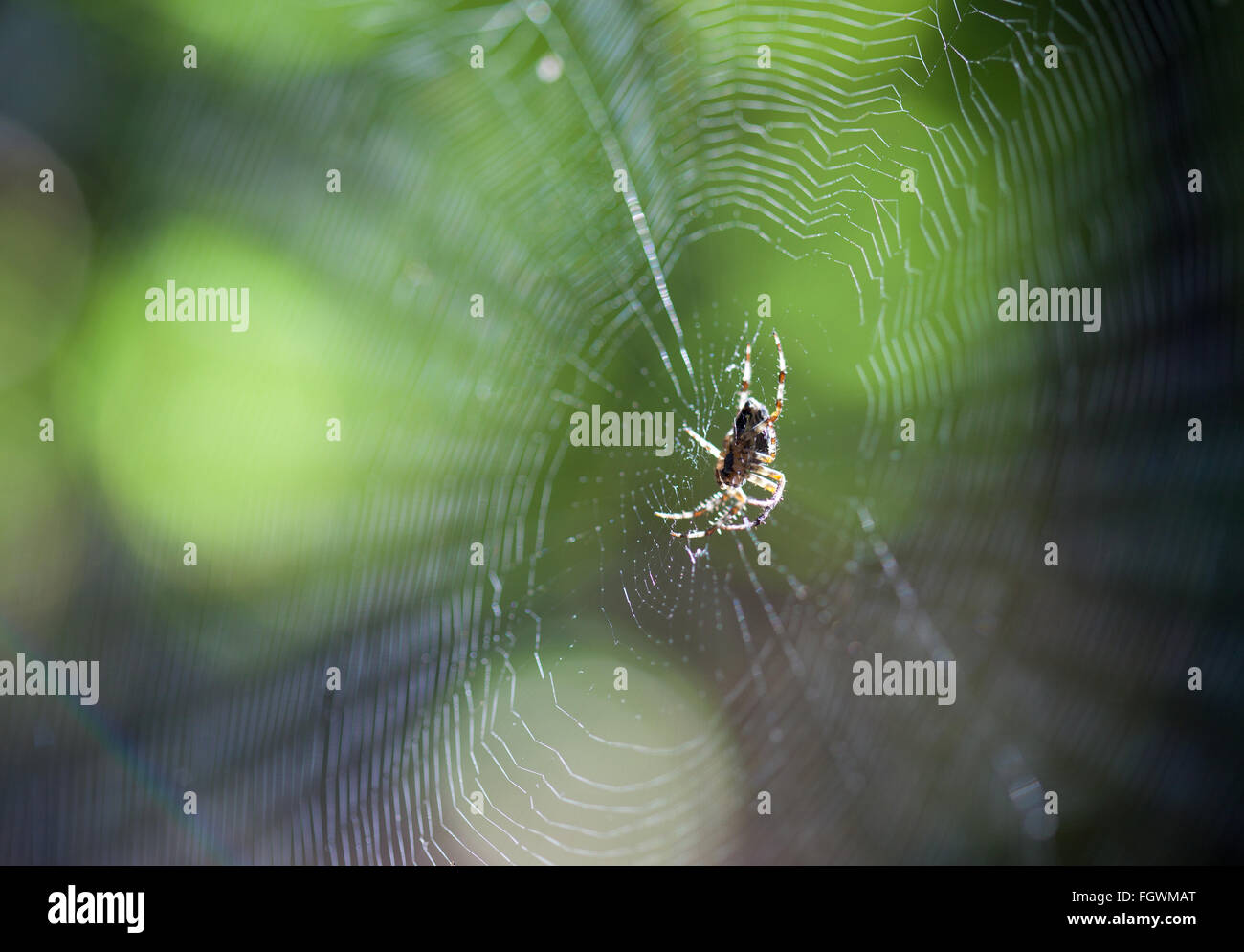 Spinne auf einem Blatt (Araneus Diadematus Stellatus) Stockfoto