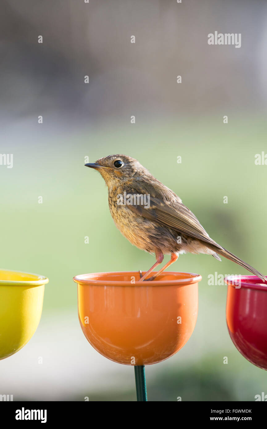 Erithacus Rubecula. Juvenile Robin stehend auf einer Farbe Tassen Futterhäuschen für Vögel im Wintergarten Stockfoto