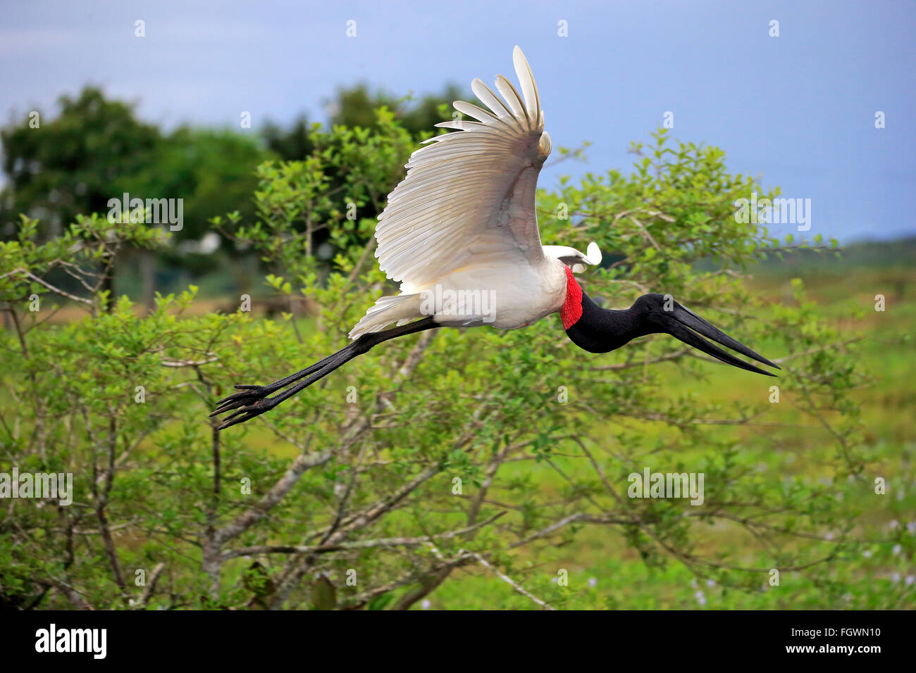 Jabiru, Erwachsenen fliegen, Pantanal, Mato Grosso, Brasilien, Südamerika / (Jabiru Mycteria) Stockfoto