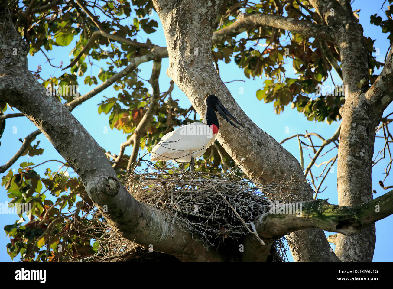 Jabiru, Erwachsene auf Nest, Pantanal, Mato Grosso, Brasilien, Südamerika / (Jabiru Mycteria) Stockfoto