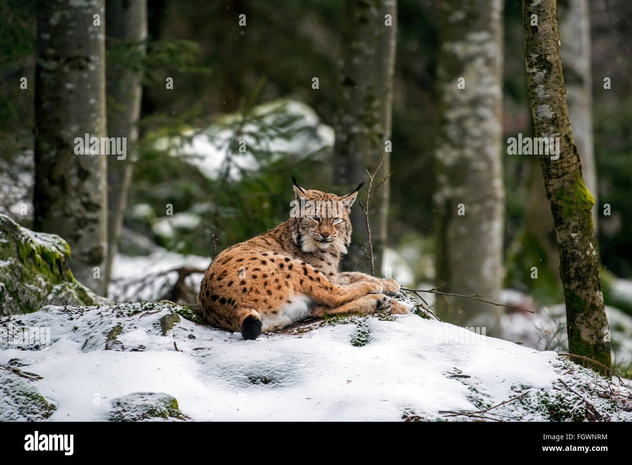 Eurasischer Luchs (Lynx Lynx) liegen auf Felsen im Wald im Schnee im winter Stockfoto