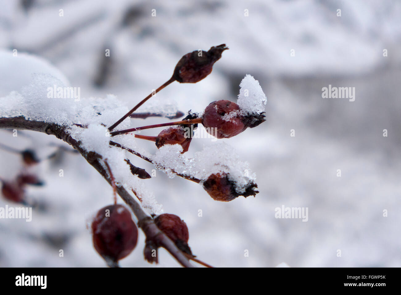 Obstbaum im schnee Fotos und Bildmaterial in hoher Auflösung Alamy