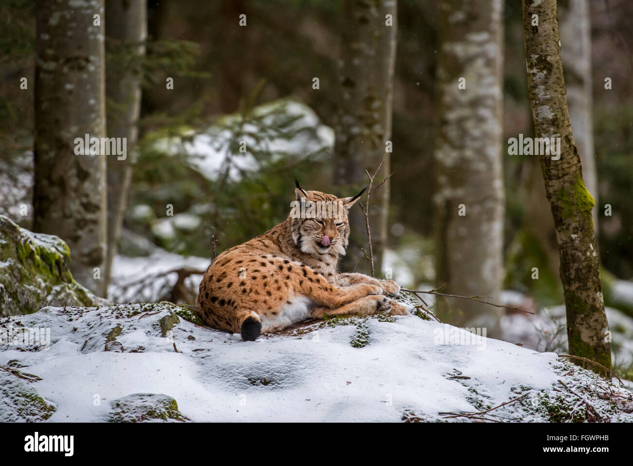 Eurasischer Luchs (Lynx Lynx) leckt Nase beim Ausruhen auf Felsen im Wald im Schnee im winter Stockfoto