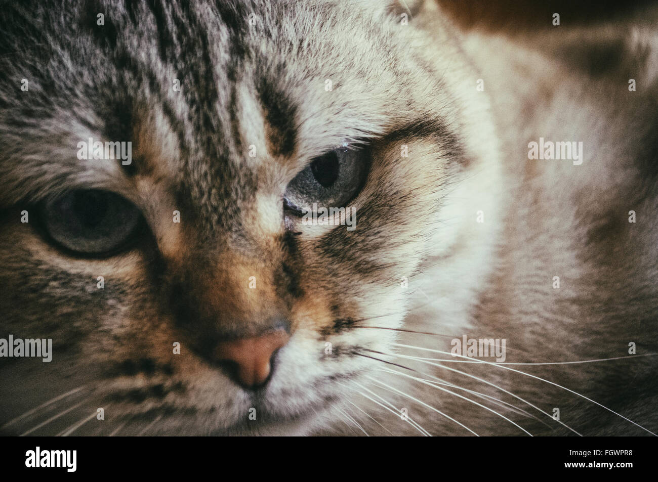 eine Nahaufnahme von der Mündung einer Katze mit einem weißen Streifen im Vintage-Stil Stockfoto