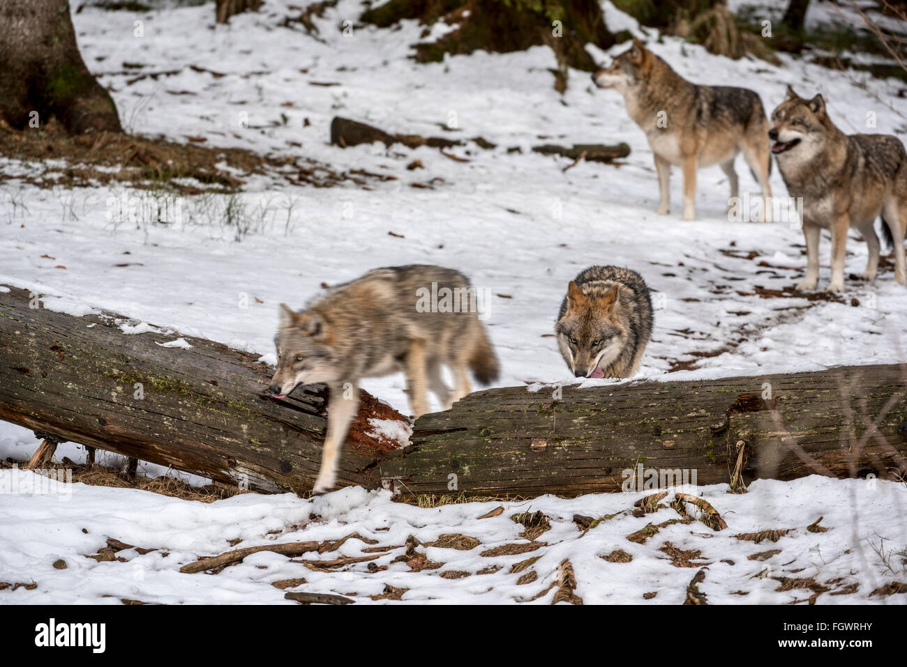 Graue Wölfe / grau Wolfsrudel (Canis Lupus) auf der Jagd läuft über gefallenen Baumstamm im Schnee im Winter Stockfoto