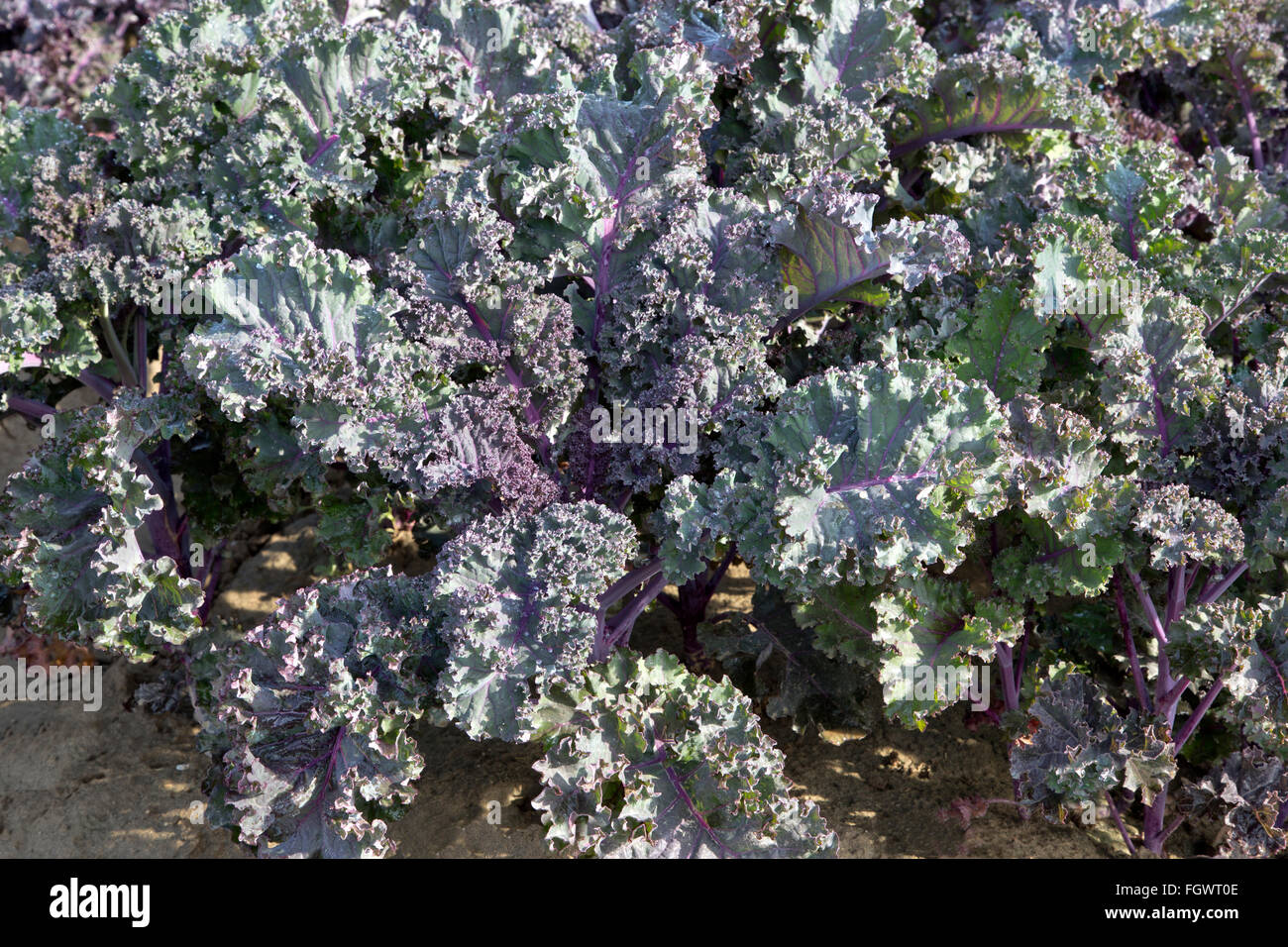 Rot Kohl Pflanzen reifen im Feld "Brassica Oleracea". Stockfoto