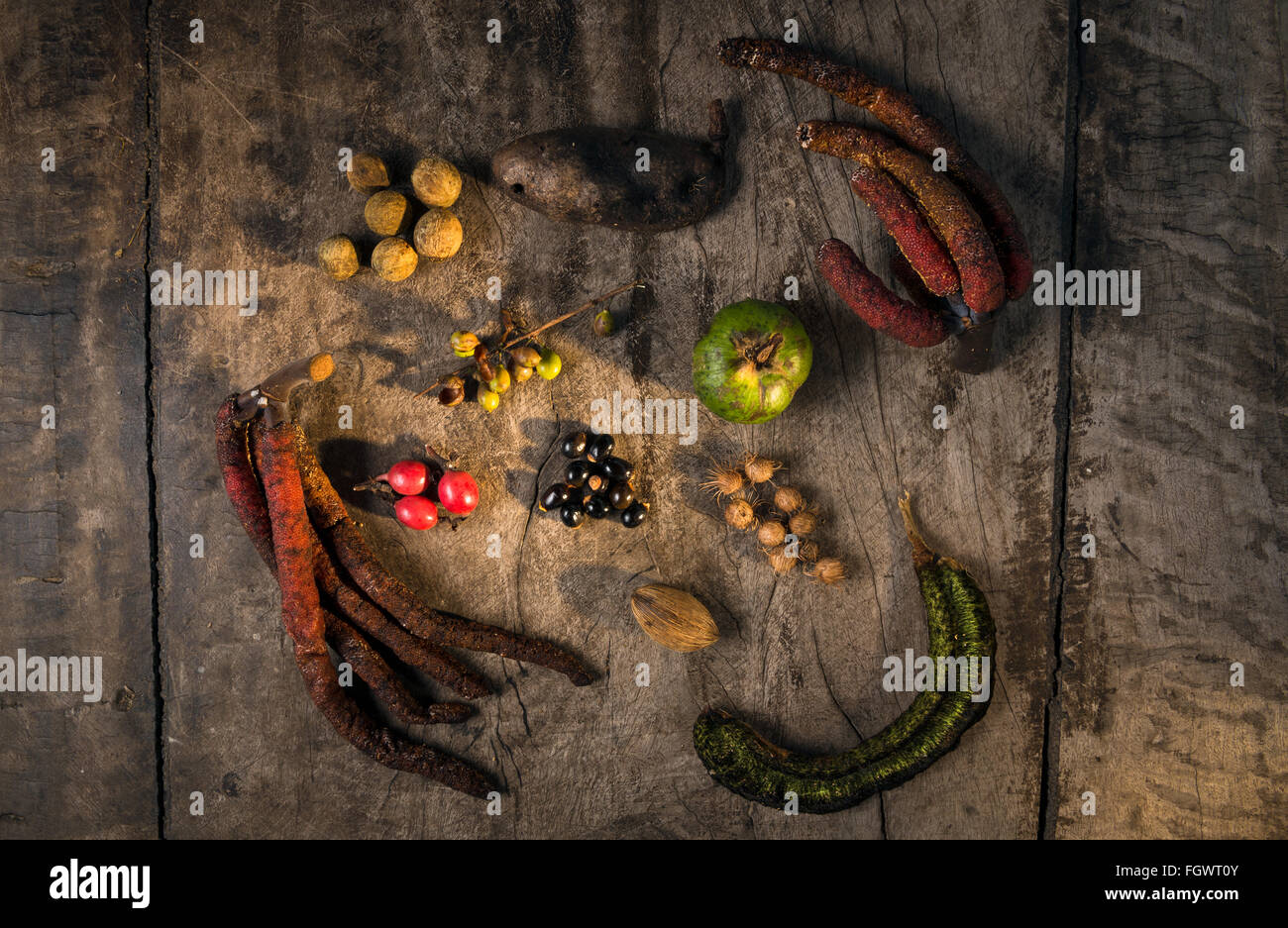 Abwechslungsreiche Früchte und Samen von den Atlantischen Regenwald Stockfoto