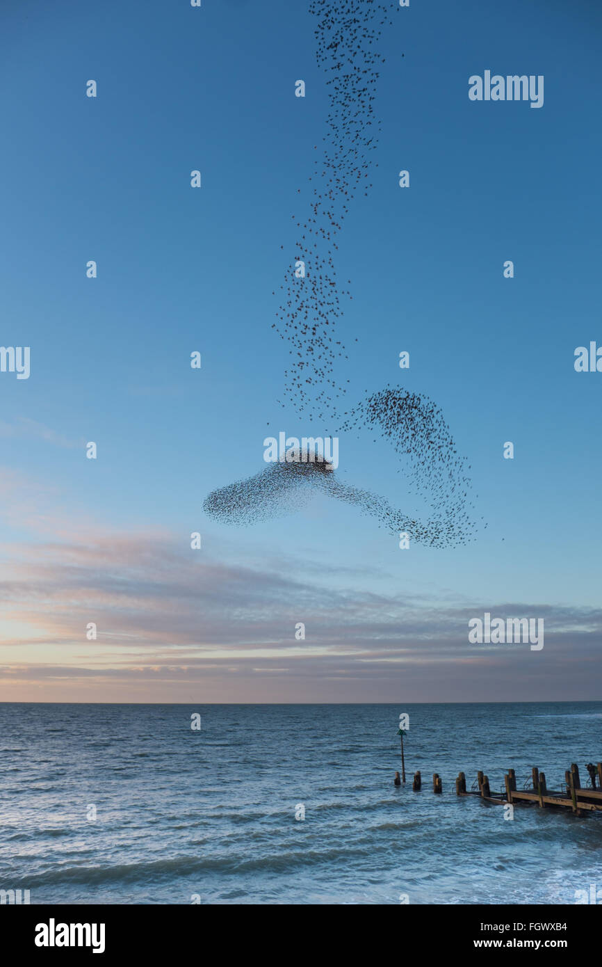 Aberystwyth, Wales, UK. 22. Februar 2016. Eine Vielzahl von Stare Wirbeln über dem Meer vor der Schlafplatz für die Nacht sind plötzlich durch den Ansatz eines Chinook-Hubschraubers in Anzeige Verhalten ausgelöst. Dieses Verhalten ist in der Regel verbunden mit der Anwesenheit von räuberischen Falken wie Wanderfalken. Bildnachweis: Alan Hale/Alamy Live-Nachrichten Stockfoto