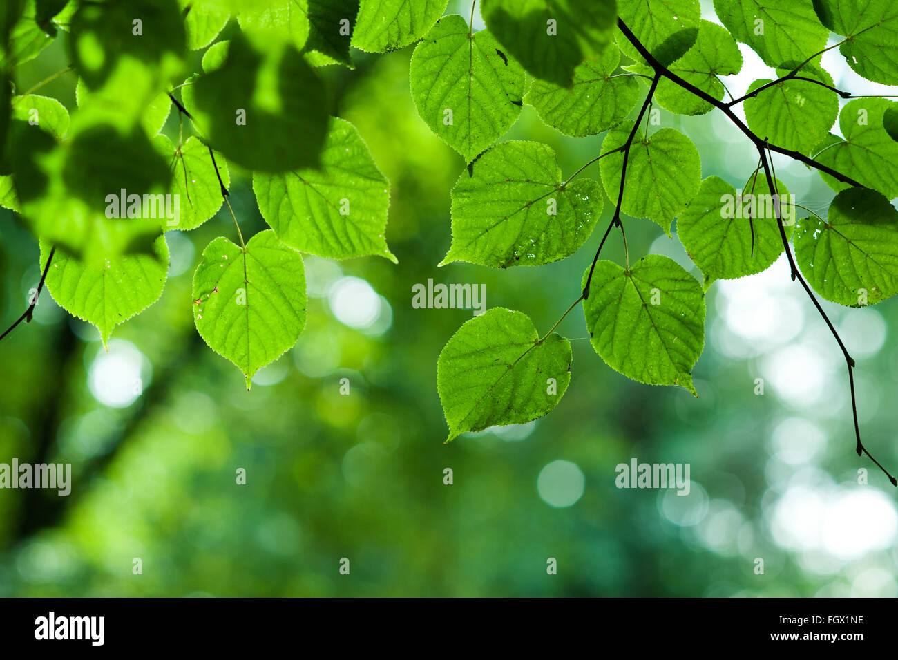 Sommer-Zweig mit frischen grünen Blättern Hintergrund Stockfoto