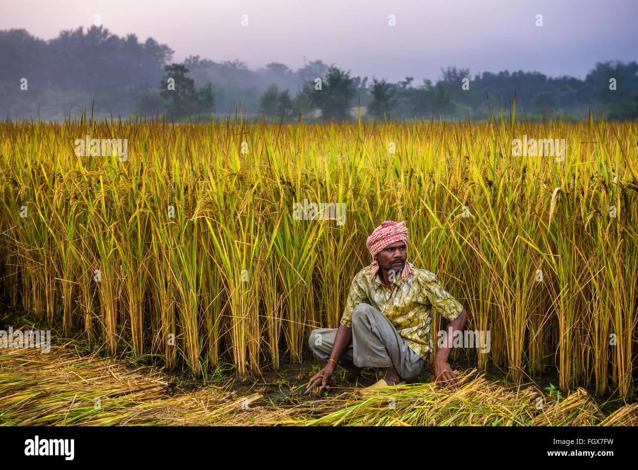 Nepalesische Mann arbeitet in einem Reisfeld. In Nepal ist die Wirtschaft durch die Landwirtschaft geprägt. Stockfoto