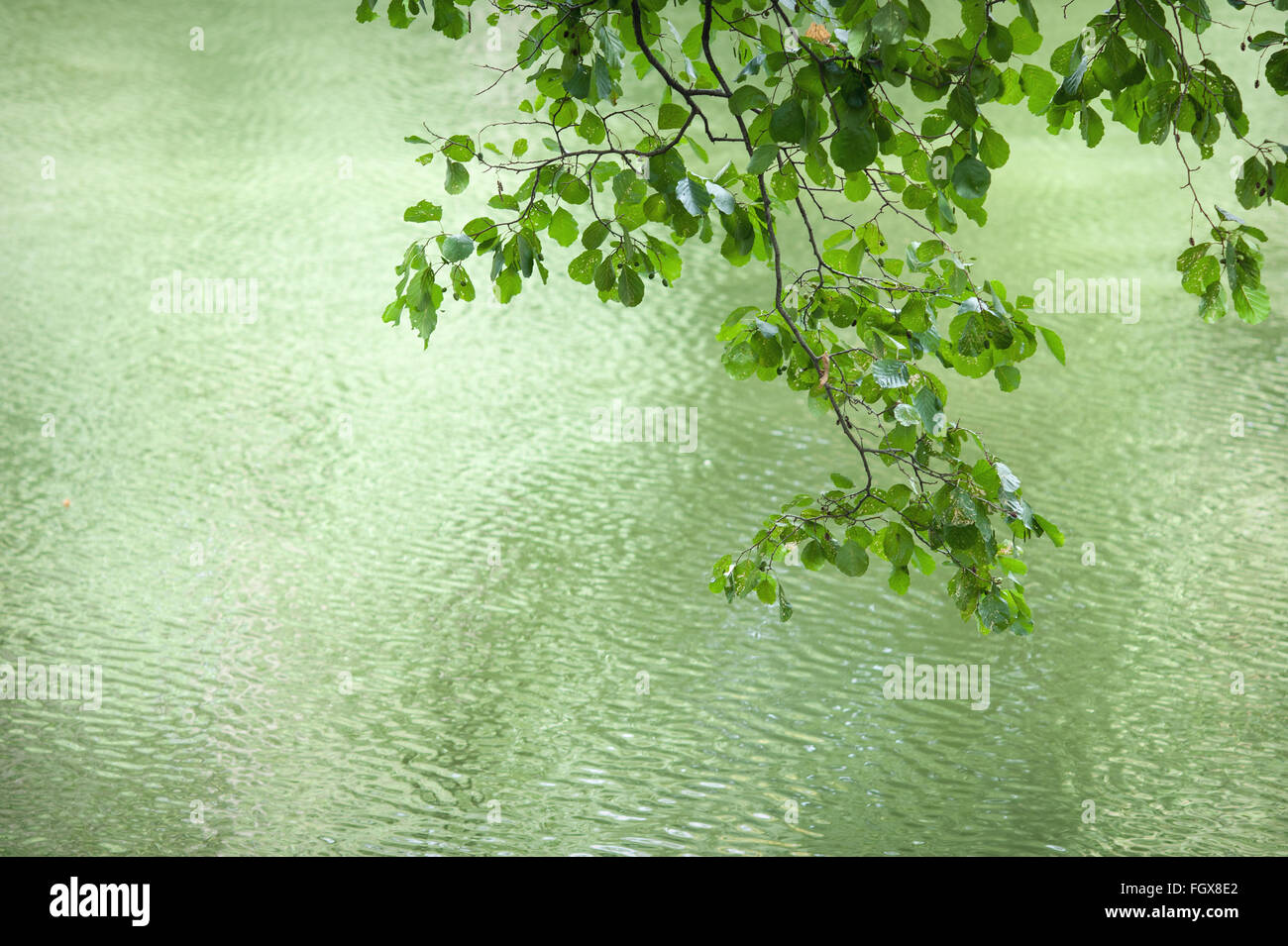 schönen Zweig mit Blättern auf einem Hintergrund von Wasser Stockfoto