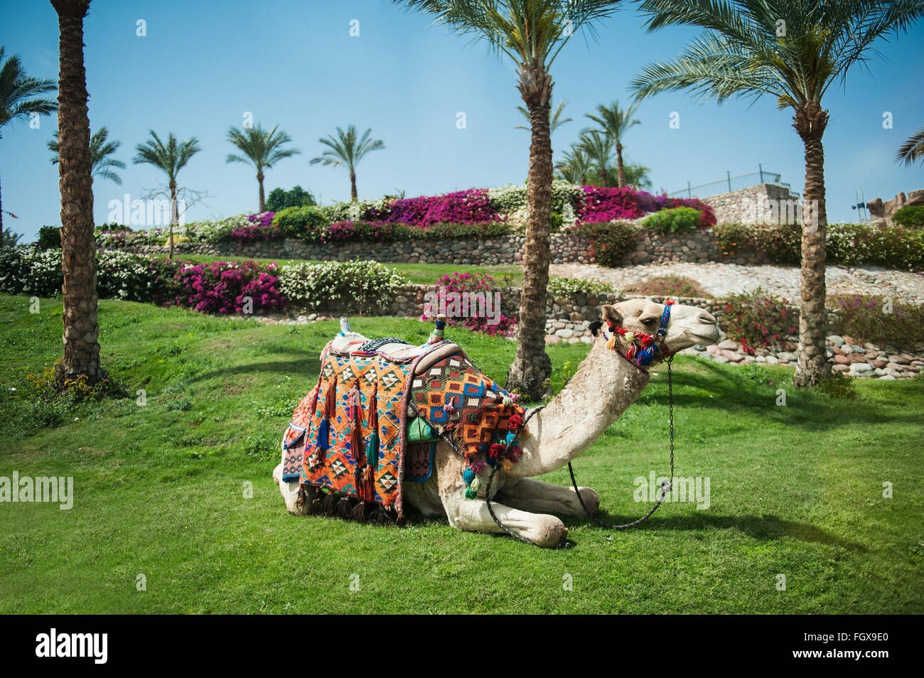 Kamel, liegend auf dem Rasen in der Nähe von Palmen Stockfoto