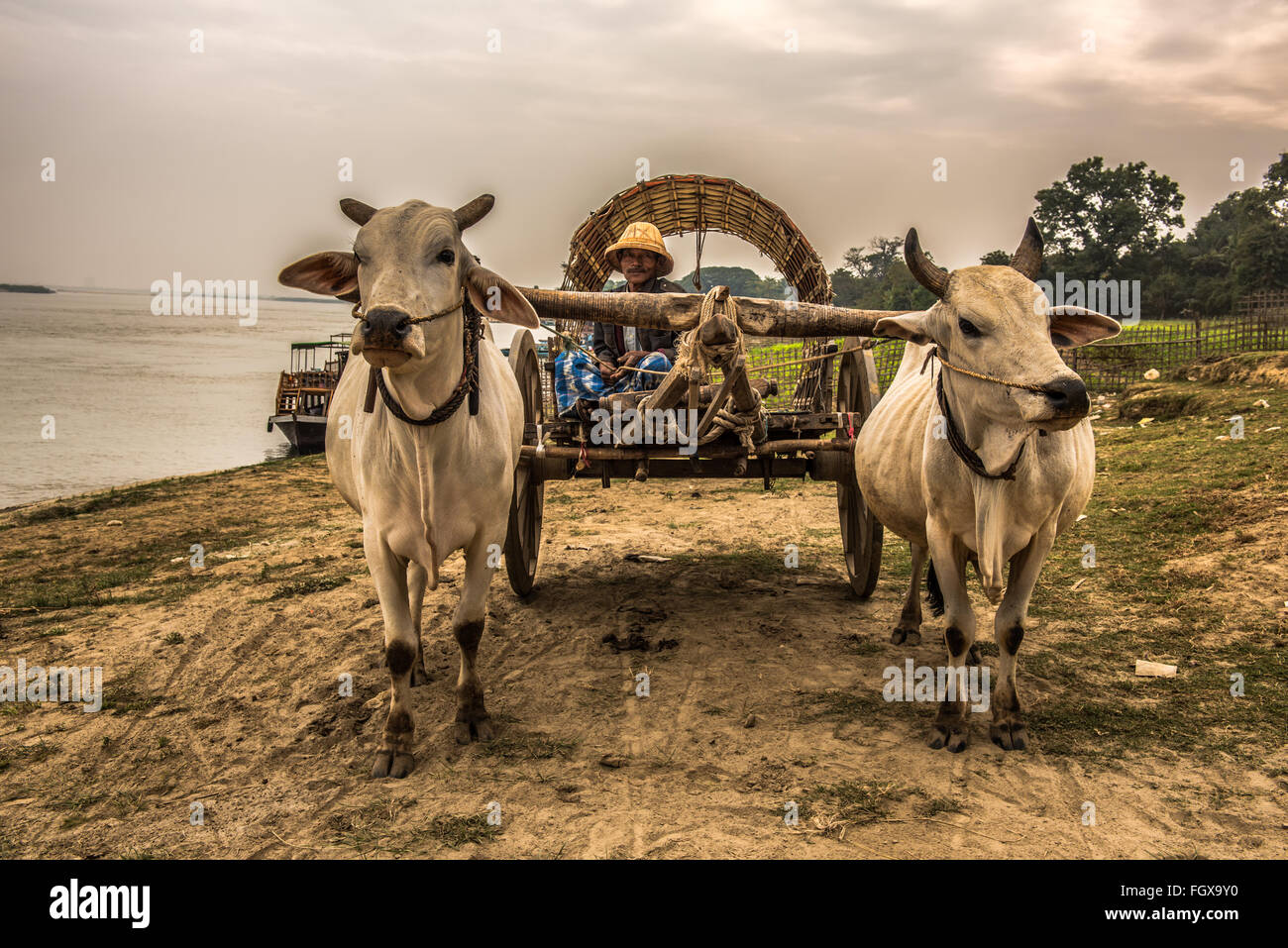 Alten burmesischen Bauern einen Ochsenkarren entlang des Irrawaddy Flusses Reiten Stockfoto