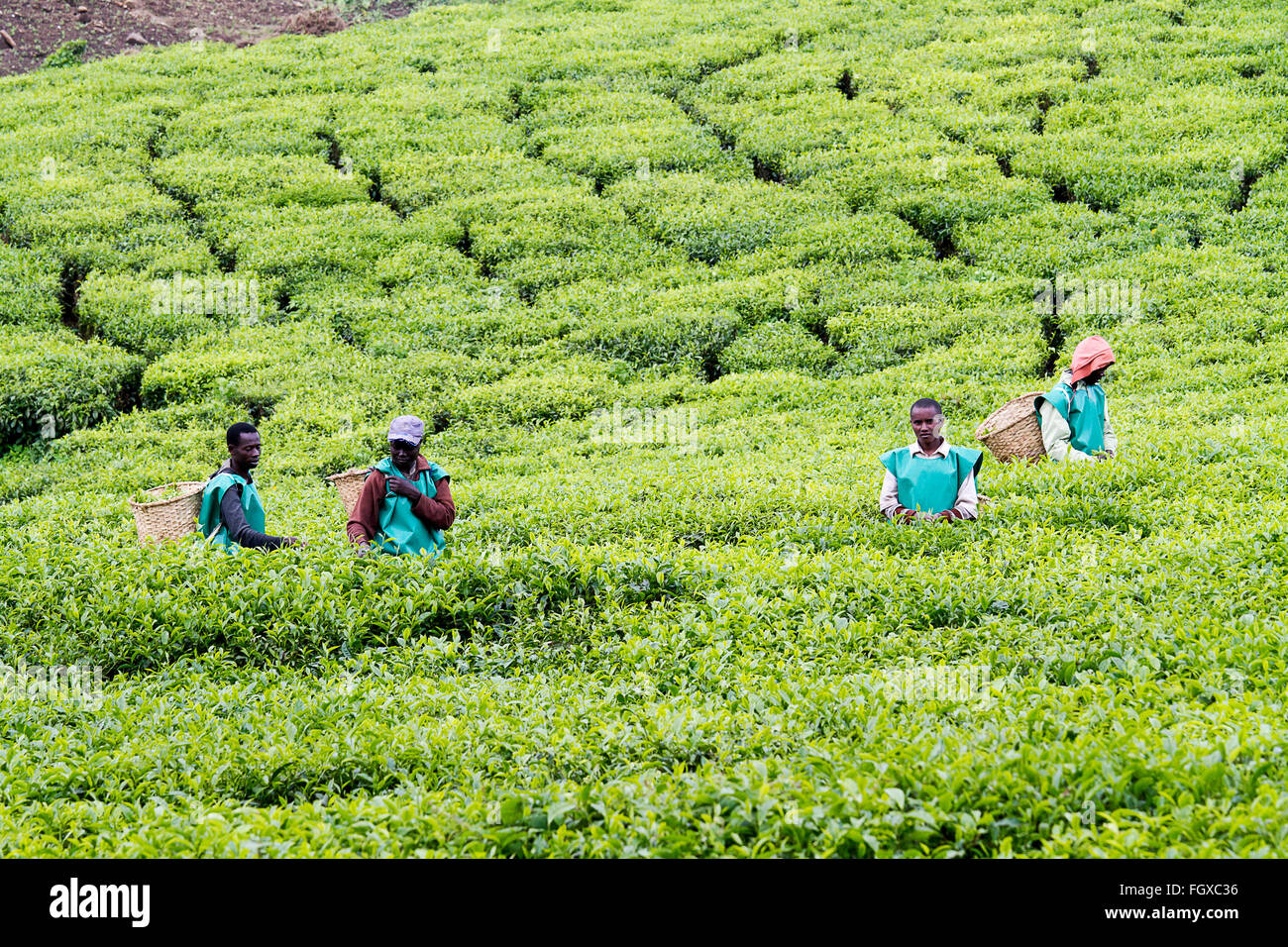 KINIHIRA, Ruanda - NOVEMBER 9: unbekannte Arbeiter auf einer Teeplantage am 9. November 2013. Tee ist Exportartikel von Ruanda Stockfoto