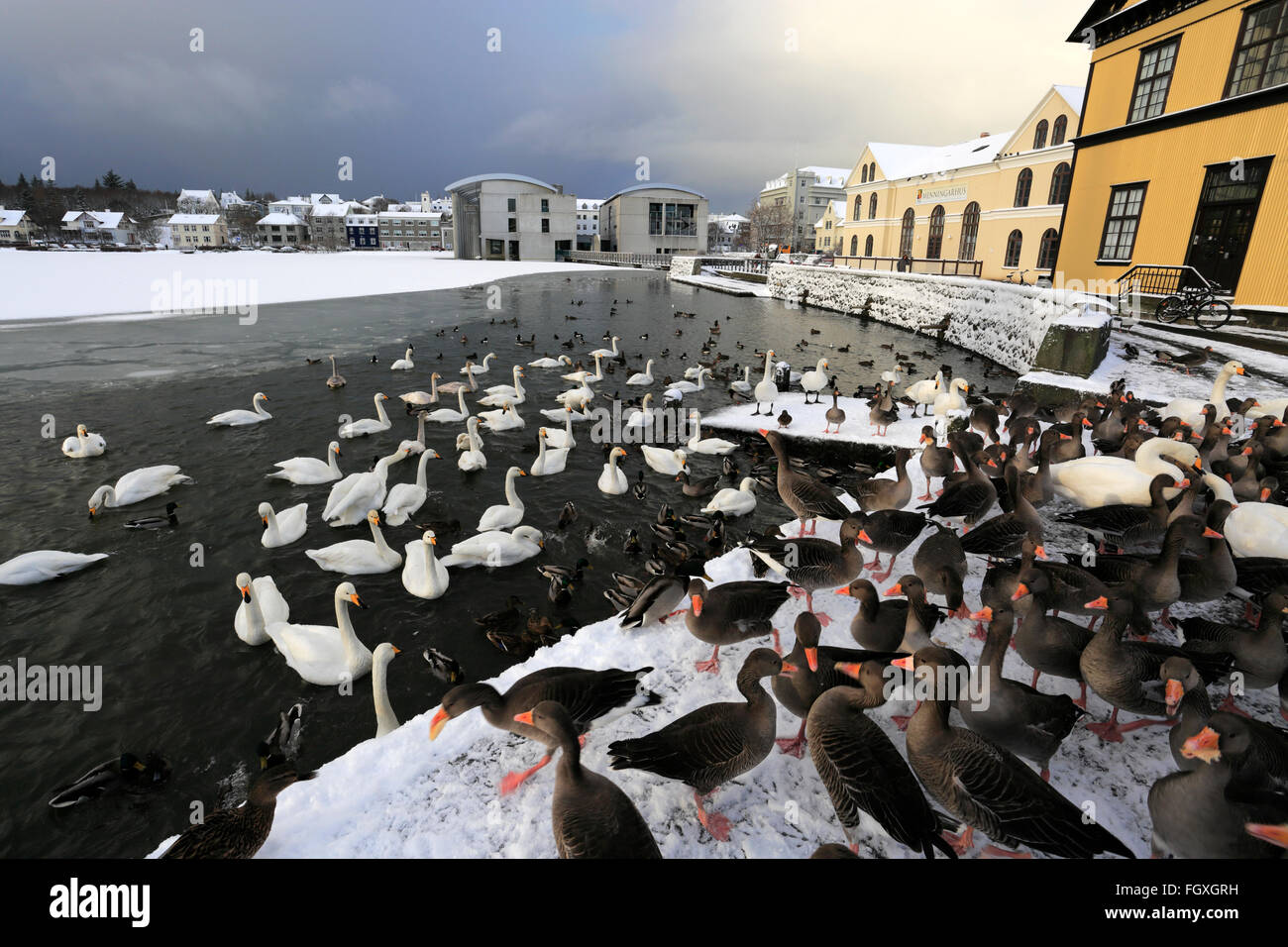 Schwäne und Gänse auf dem zugefrorenen See Tjörnin, Rathaus von Reykjavik. Reykjavik, Island. Stockfoto