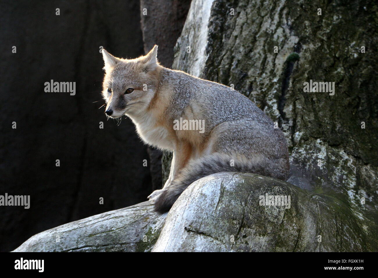 North American Swift-Fuchs-Porträt (Vulpes Velox) Stockfoto