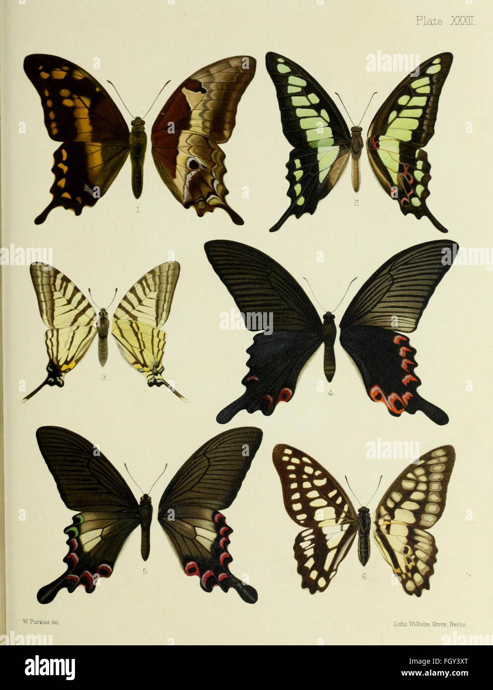 洋書 Butterflies from China, Japan, and Corea Image from page 76 of 