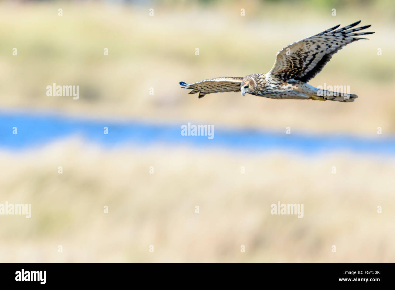 Harrier Hawk Stockfoto