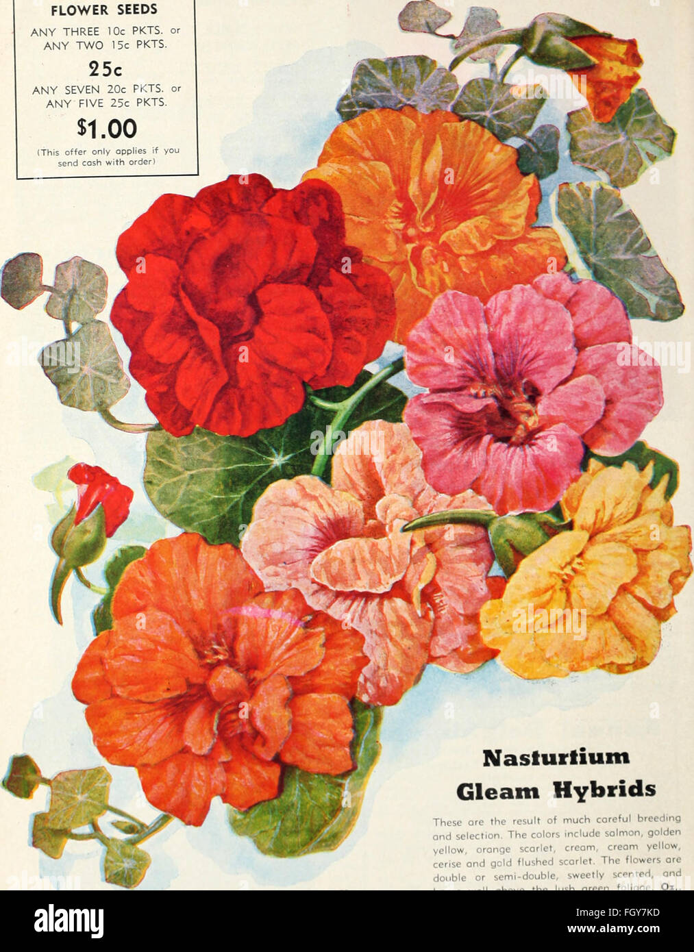Currie 65. Jahr Garten jährliche (1940) Stockfoto