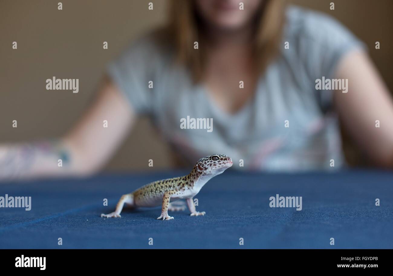 Eine Frau betrachtet ein Gecko auf einem Tisch. Stockfoto