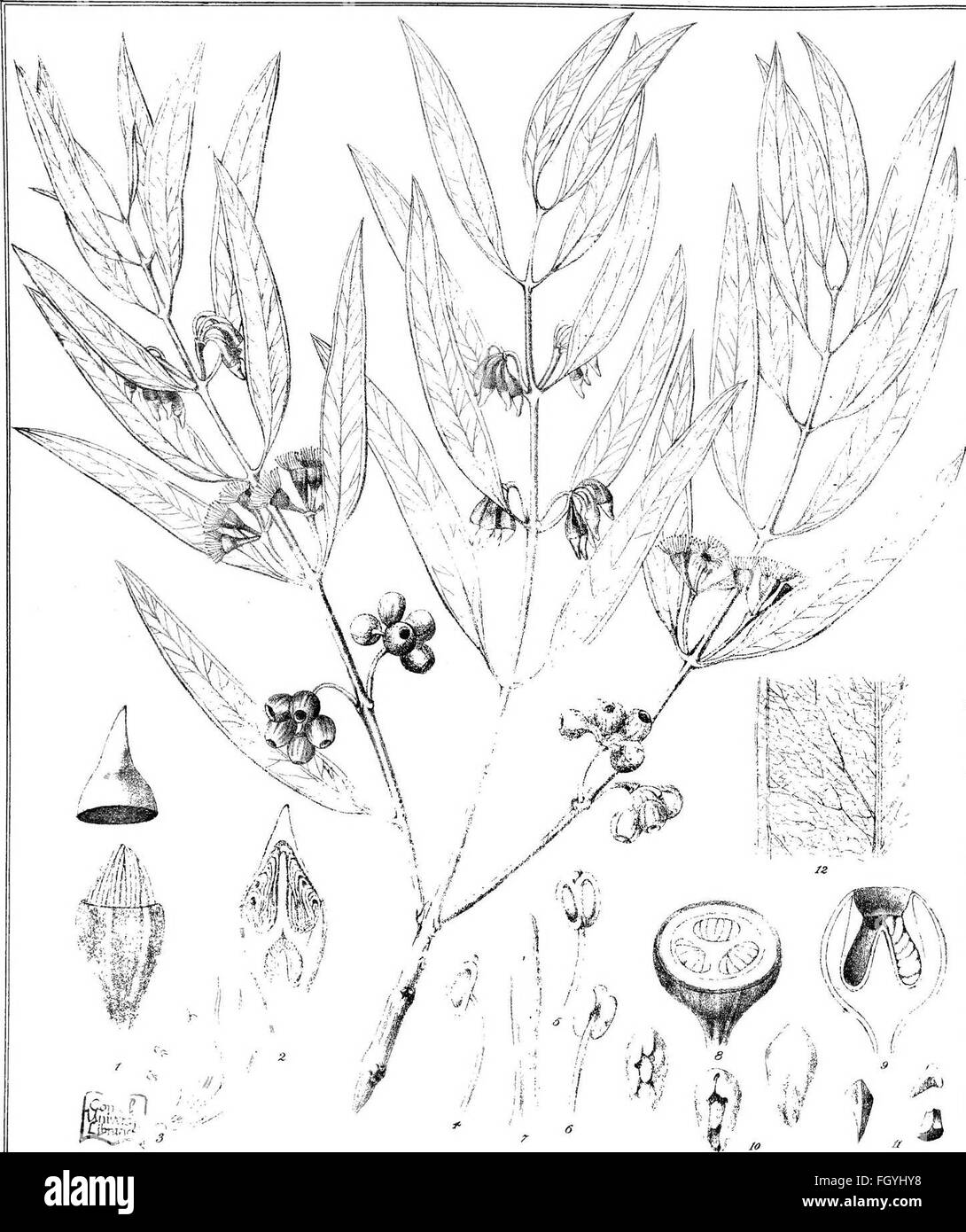 Eukalyptus Doratoxylon aus Eucalyptographia. Eine beschreibende Atlas der Eukalypten Australiens und den angrenzenden Inseln; (1879) Stockfoto