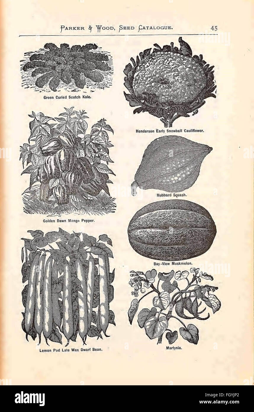 Illustrierte, beschreibende Jahreskatalog von Samen, Pflanzen, Reben, kleine Früchte Stockfoto