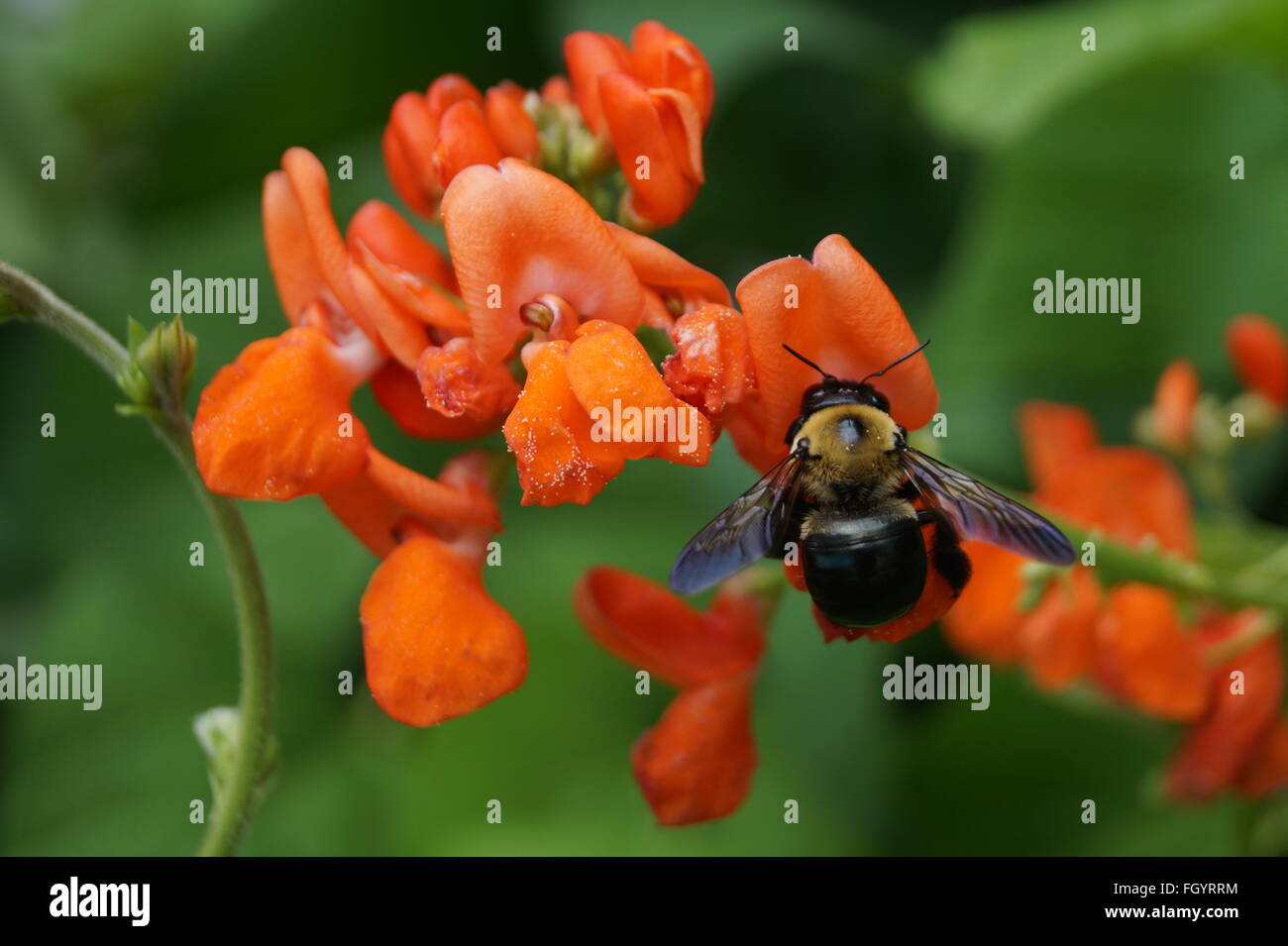 Eine schöne Biene Bestäubung eine Blume. Stockfoto