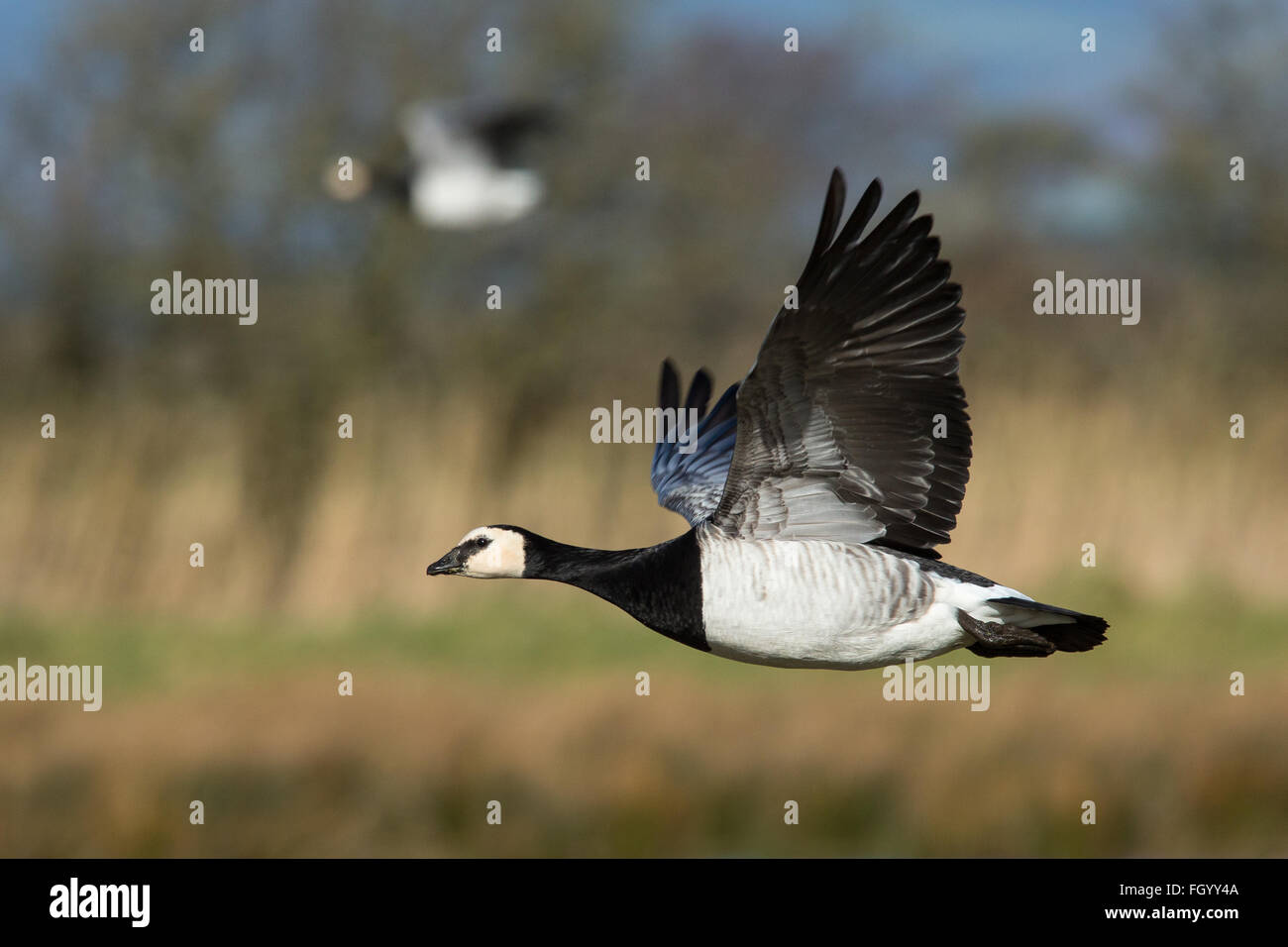 Eine Nonnengans im Flug während der Winter Migration von Svalbard zu den Solway Firth, Schottland Stockfoto