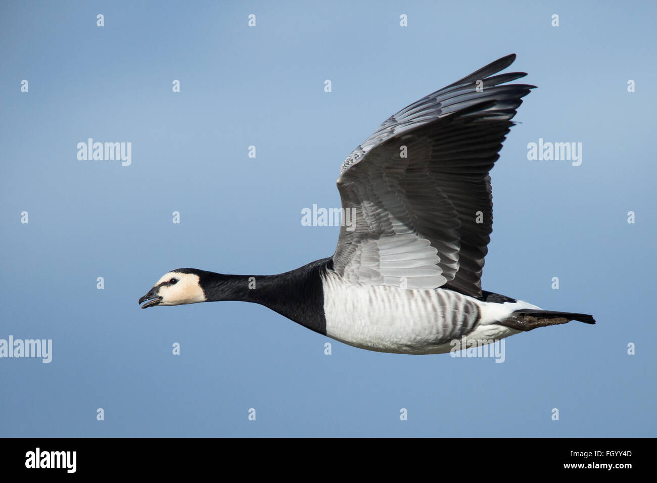 Eine Nonnengans im Flug während der Winter Migration von Svalbard zu den Solway Firth, Schottland Stockfoto