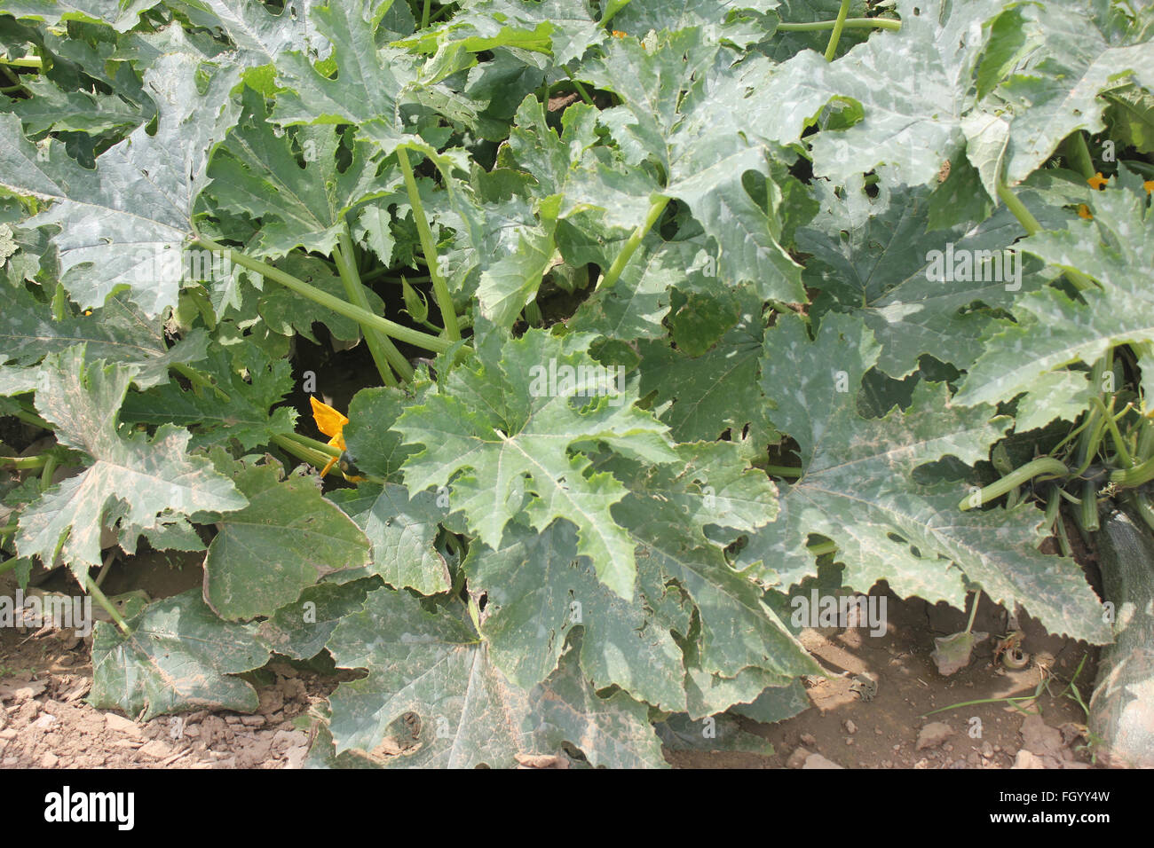 Australische grün Sommerkürbis, Cucurbita Pepo, Sorte mit dunkel grüne Haut mit blassen Grün schmale Streifen und Punkten Stockfoto