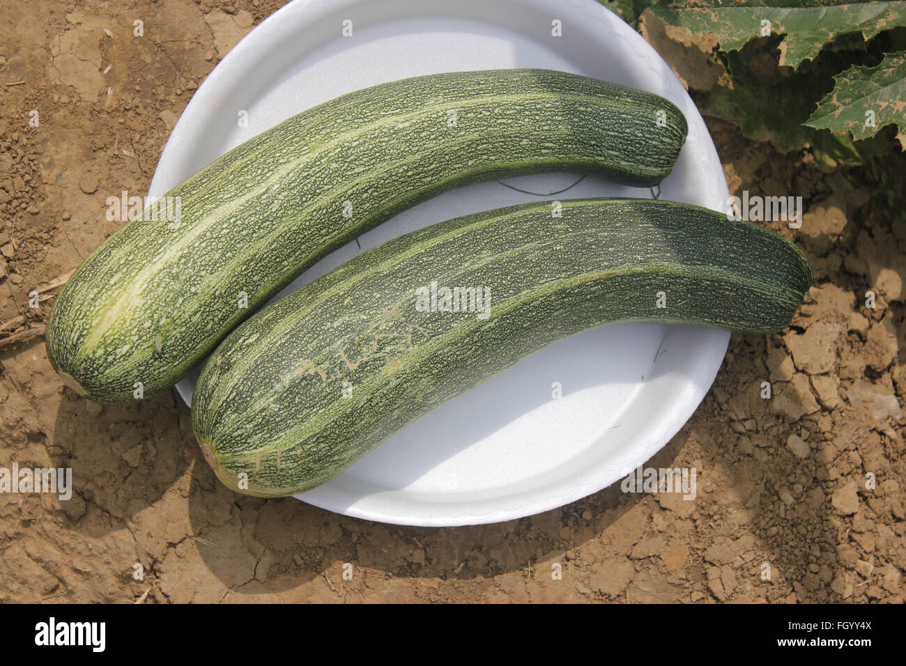 Australische grün Sommerkürbis, Cucurbita Pepo, Sorte mit dunkel grüne Haut mit blassen Grün schmale Streifen und Punkten Stockfoto