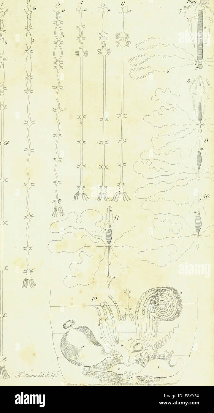 Eine Einführung in die Entomologie oder Elemente der Naturgeschichte der Insekten - mit Platten (1822) Stockfoto