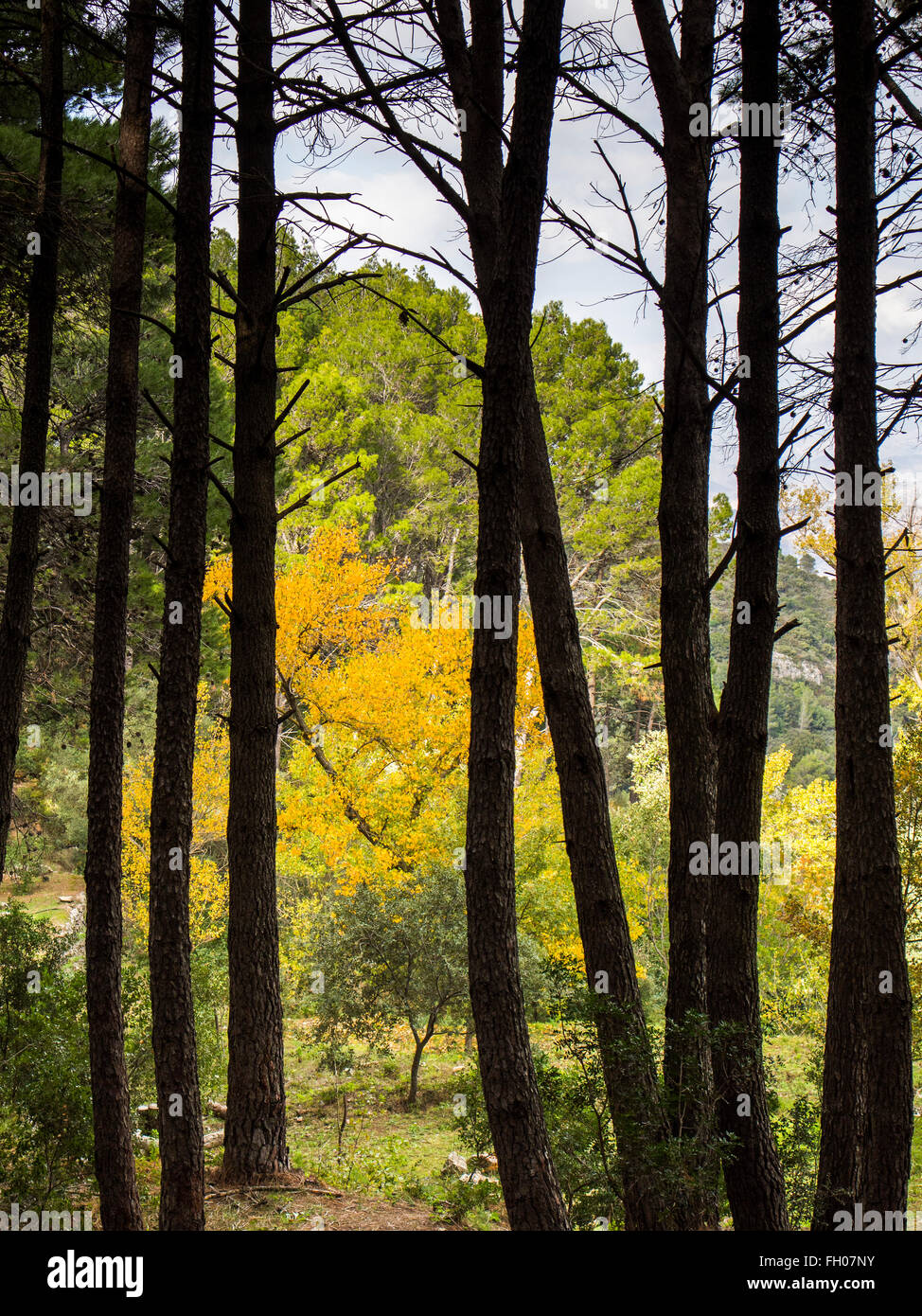 Jarapalos Naturpark Sierra de Mijas. Provinz Malaga, Costa del Sol Andalusien Südspanien Stockfoto