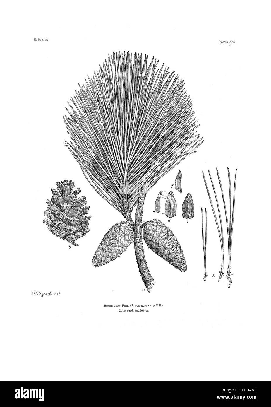 Dieser Bericht beschreibt die forstwirtschaftlichen Untersuchungen des US-Landwirtschaftsministeriums von 1877 bis 1898 und hebt Schlüsselforschung zu Waldgesundheit, Schutzpraktiken und Holzressourcen hervor. Es dient als wichtiges Dokument für die Forstwissenschaft im späten 19. Jahrhundert. Stockfoto