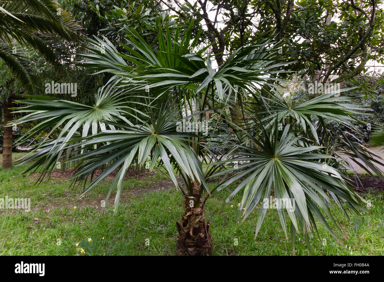 Halb reife Exemplar der zarten Fächerpalme, Livistona Australis, angebaut im Freien in einem Cornish Garten Stockfoto