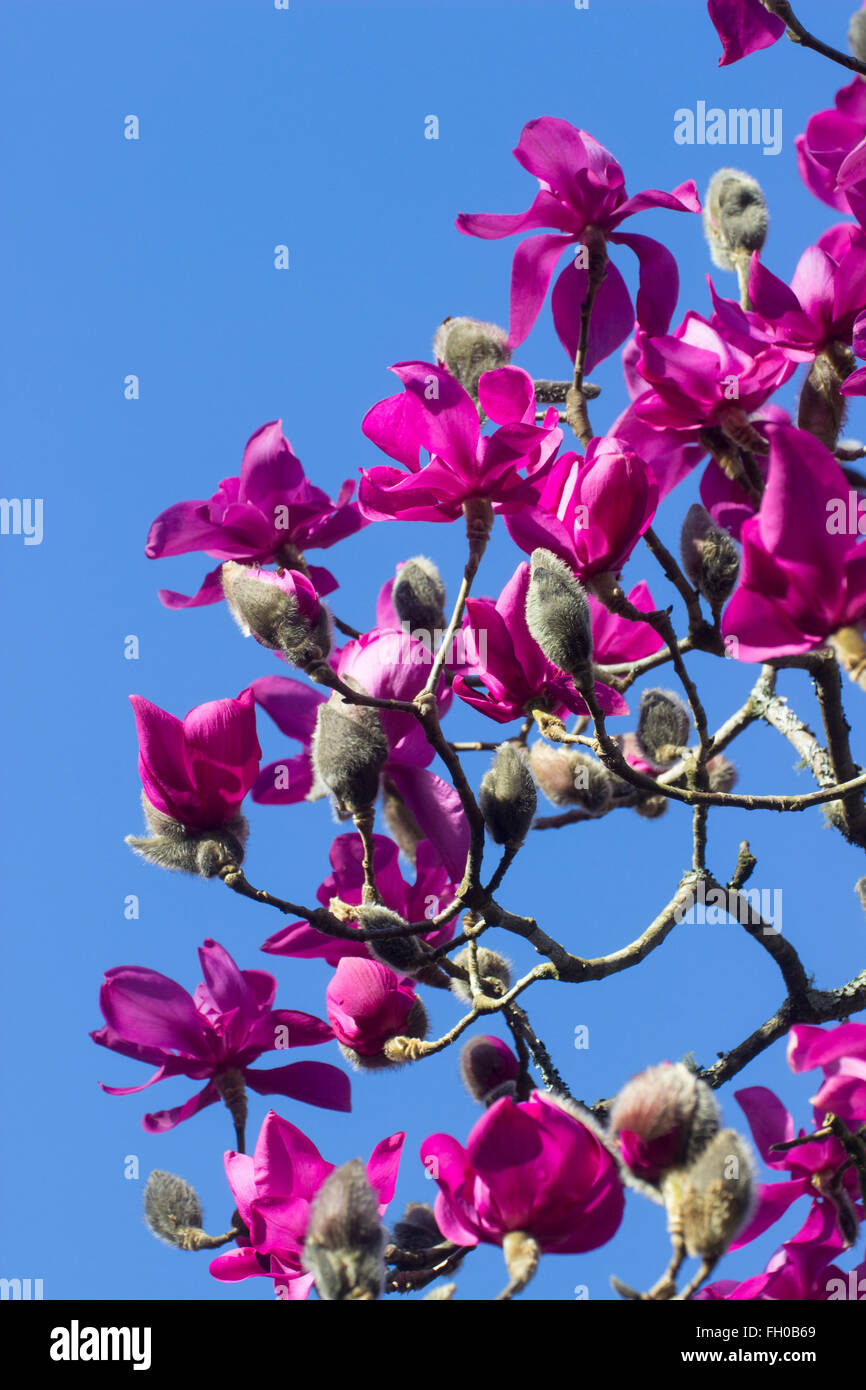 Lila rosa Blüten der frühen Blüte Laubbaum Magnolie, Magnolia Campbellii SSP. Mollicomata 'Lanarth' Stockfoto