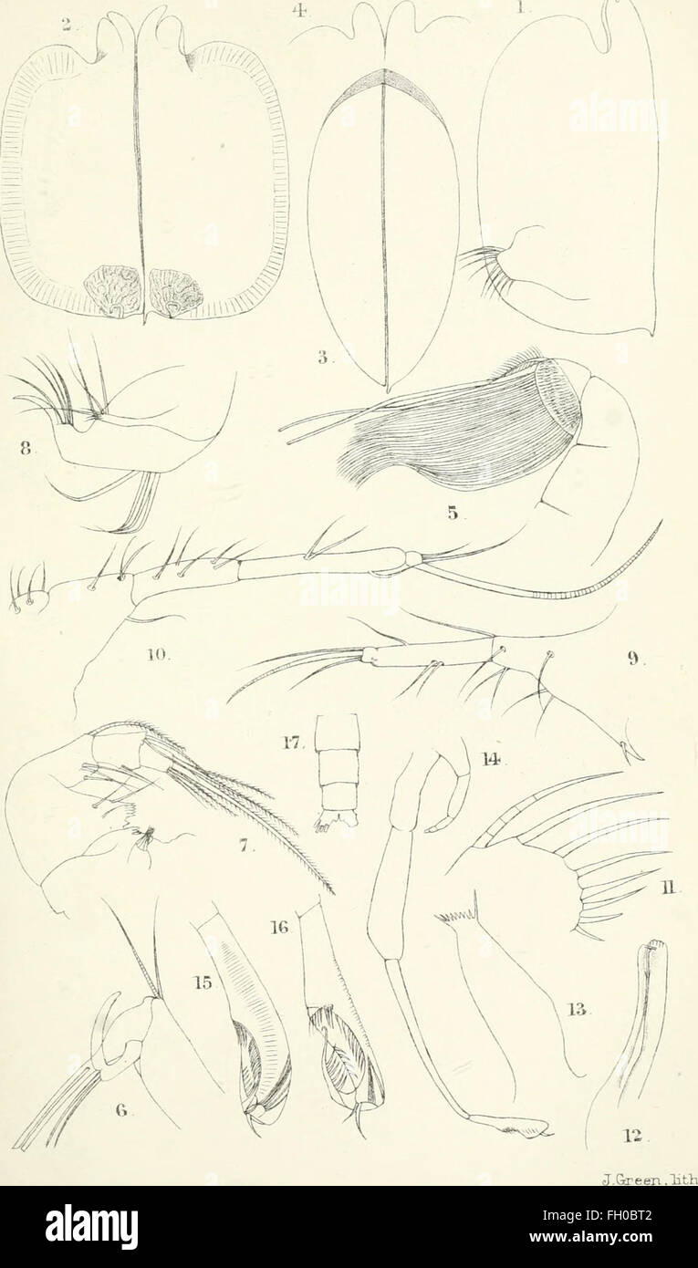 Die Annalen und Zeitschrift der Naturgeschichte - Zoologie, Botanik und Geologie (1838) Stockfoto