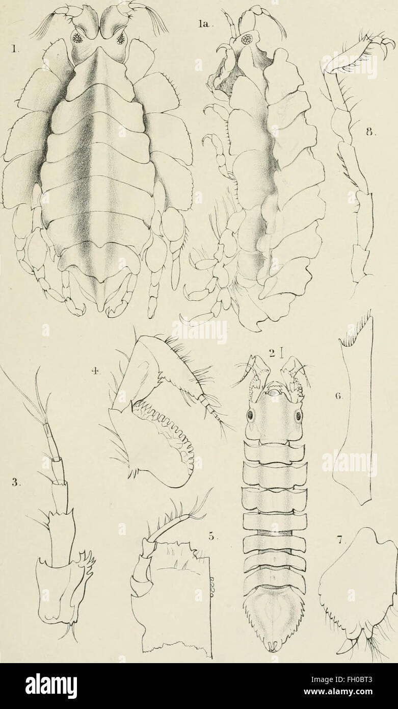 Die Annalen und Zeitschrift der Naturgeschichte - Zoologie, Botanik und Geologie (1838) Stockfoto
