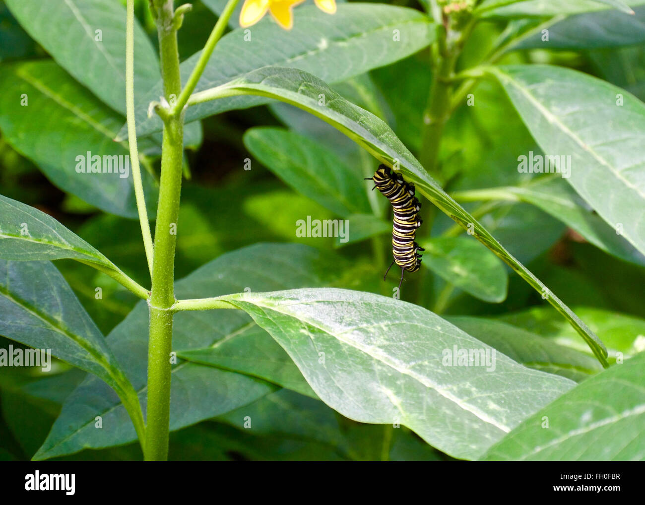 Caterpillar hängen vom Blatt, eine Blume Stockfoto