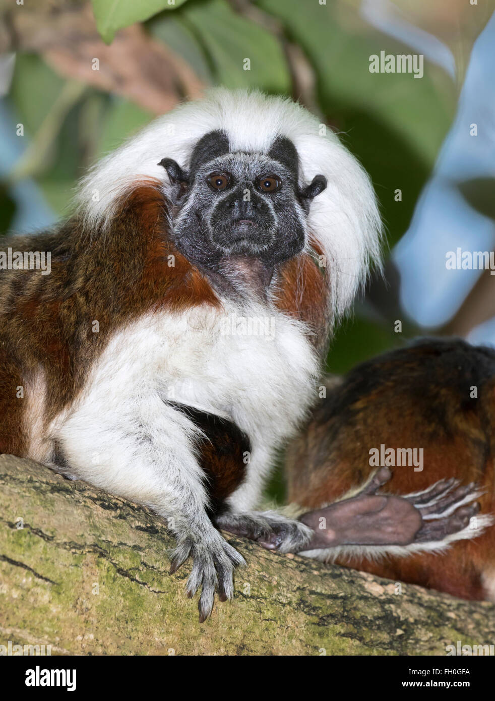 Lisztäffchen (Saguinus oedipus), Captive (in Kolumbien). Stockfoto