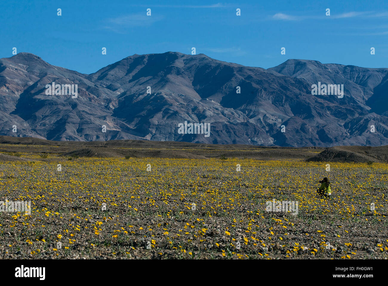 Ein Fotograf schießt auf ein Gebiet der Wüste Gold (Geraea Canescens) Wildblumen am 21. Februar 2016 in Death Valley Nationalpark, Kalifornien, Vereinigte Staaten von Amerika. Stockfoto