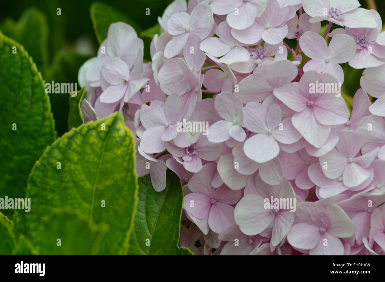 Die Reihe von Hortensien, ein Garten Blume Stockfoto