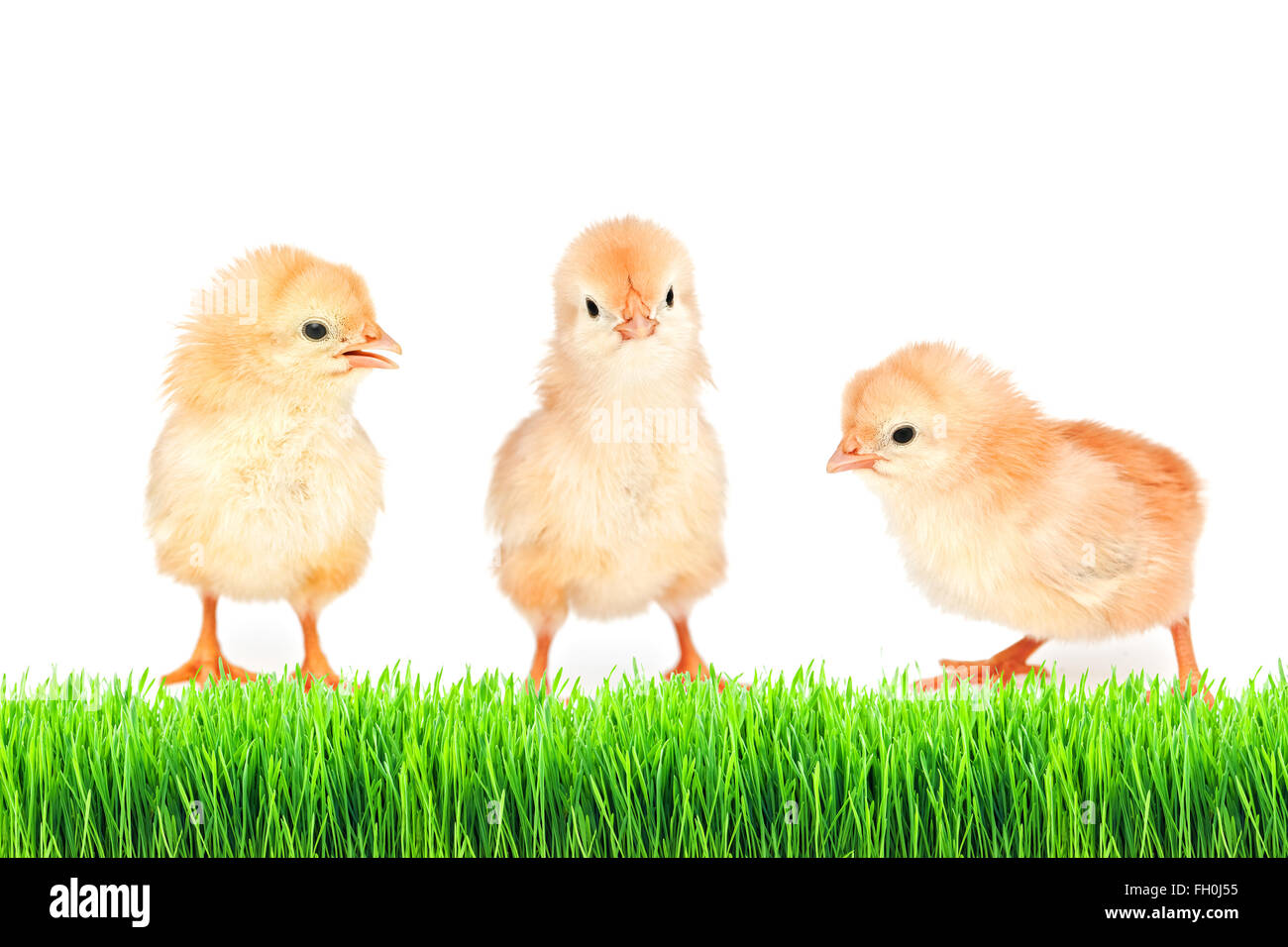 kleines Huhn auf dem grünen Rasen, isoliert Stockfoto