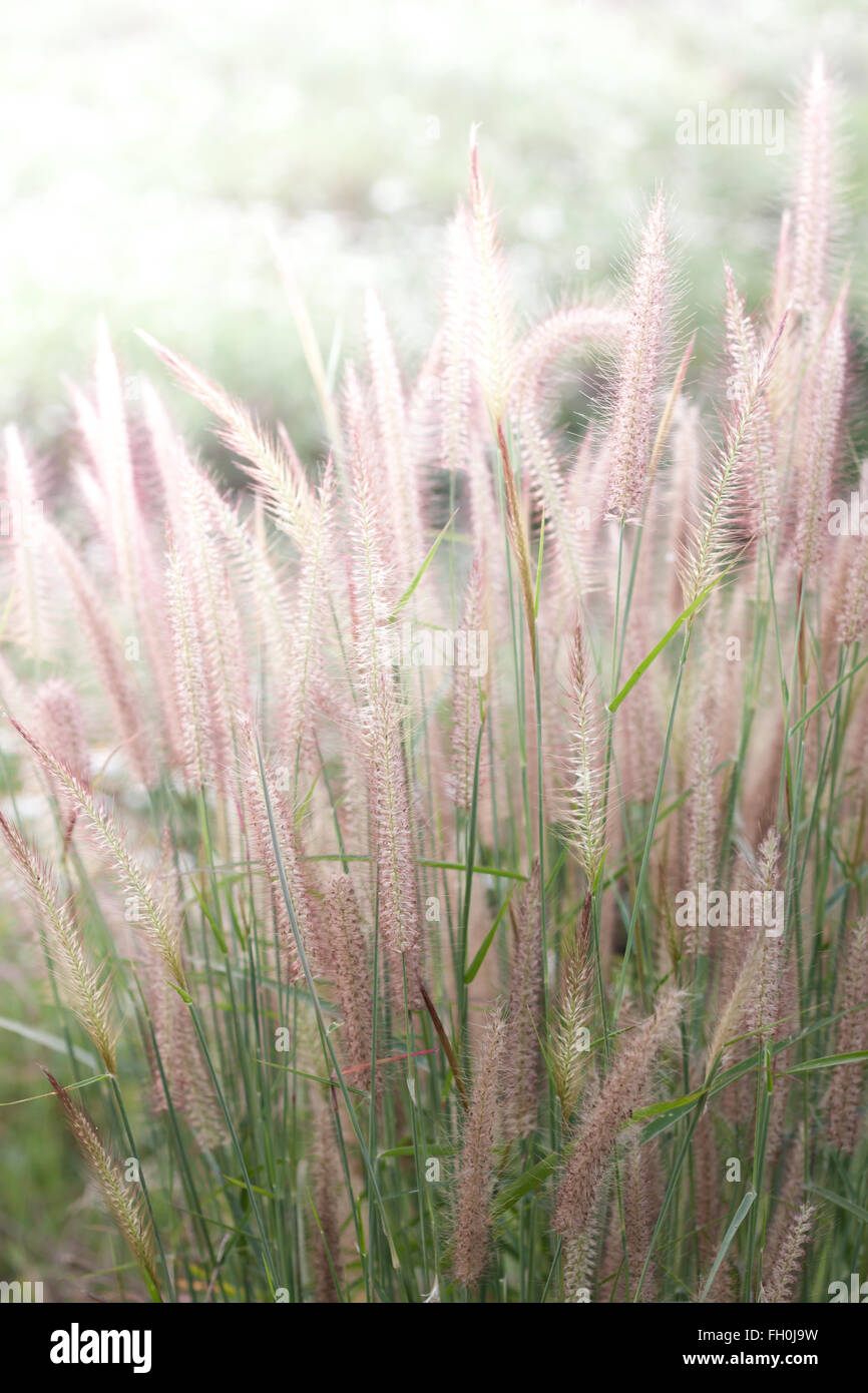 Feld Gras bei Sonnenuntergang, Lager Foto Stockfoto