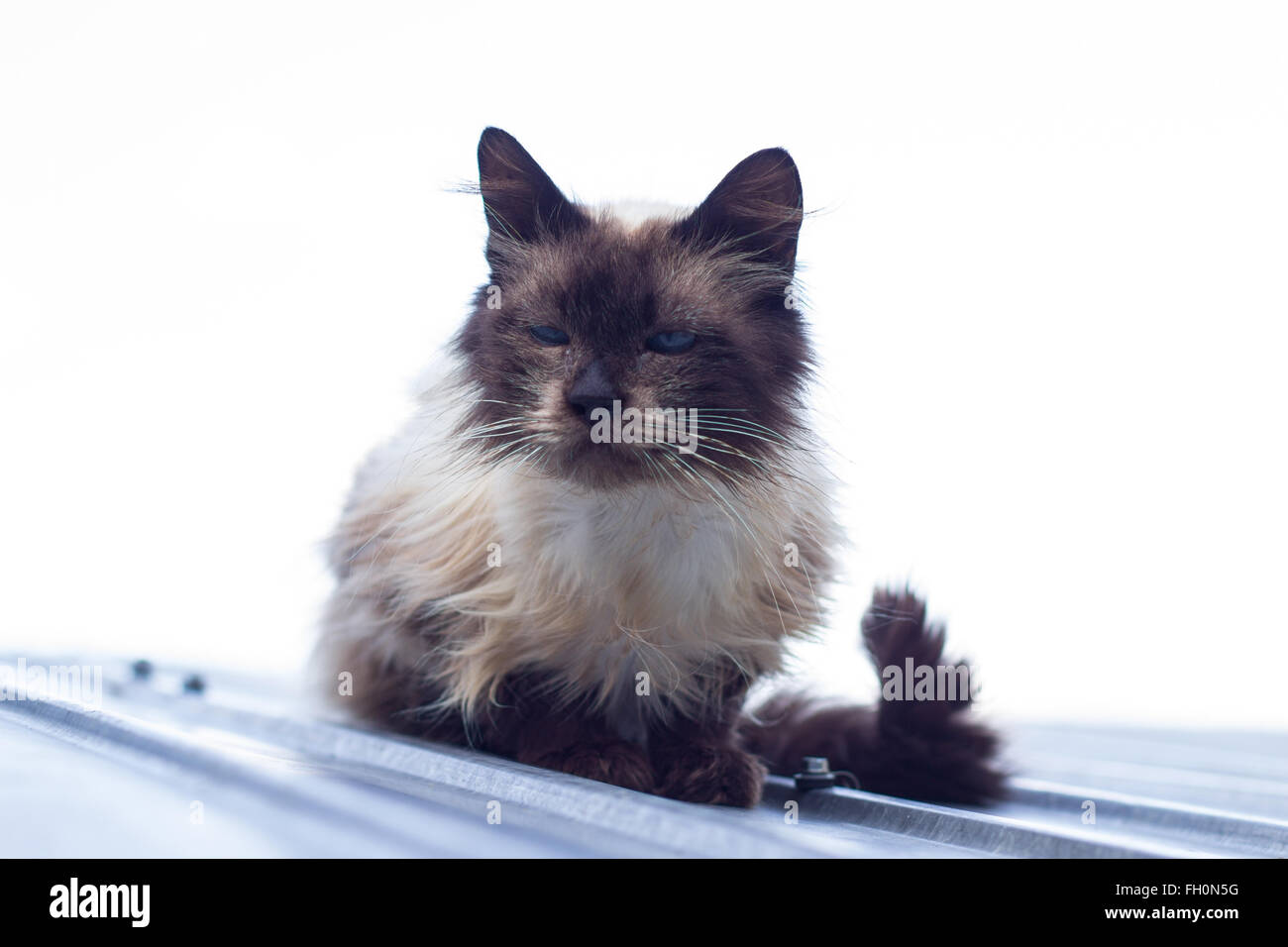 Verschlafene blauäugige Katze auf Blechdach Stockfoto