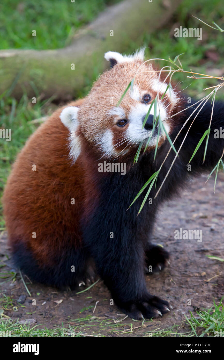 Ein Roter Panda Essen einige Triebe Stockfoto