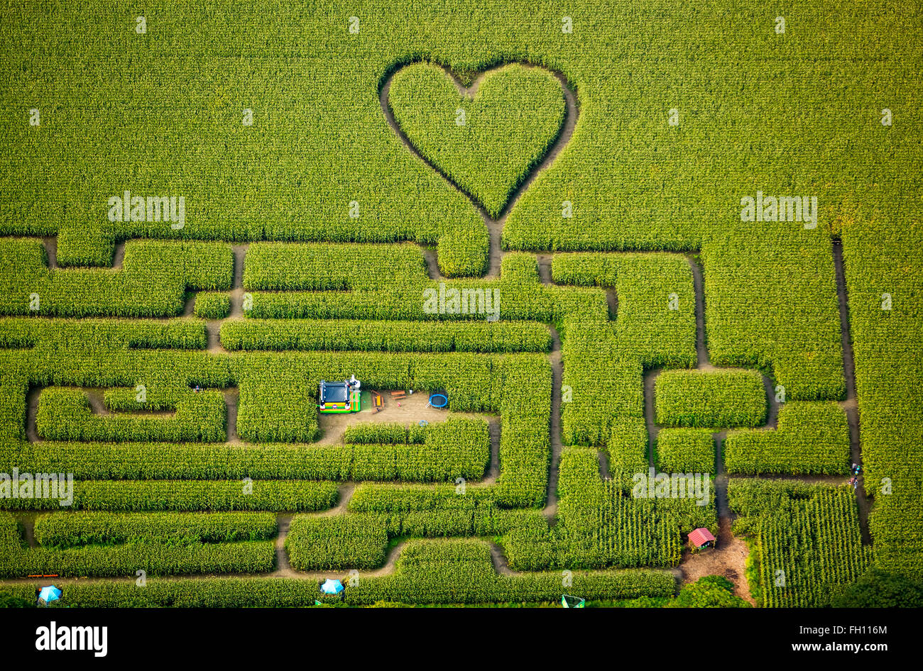 Labyrinth mit Herz im Maisfeld, Maislabyrinth, grünes Herz, Herzform, Herz geformt, Herten, Ruhrgebiet Stockfoto