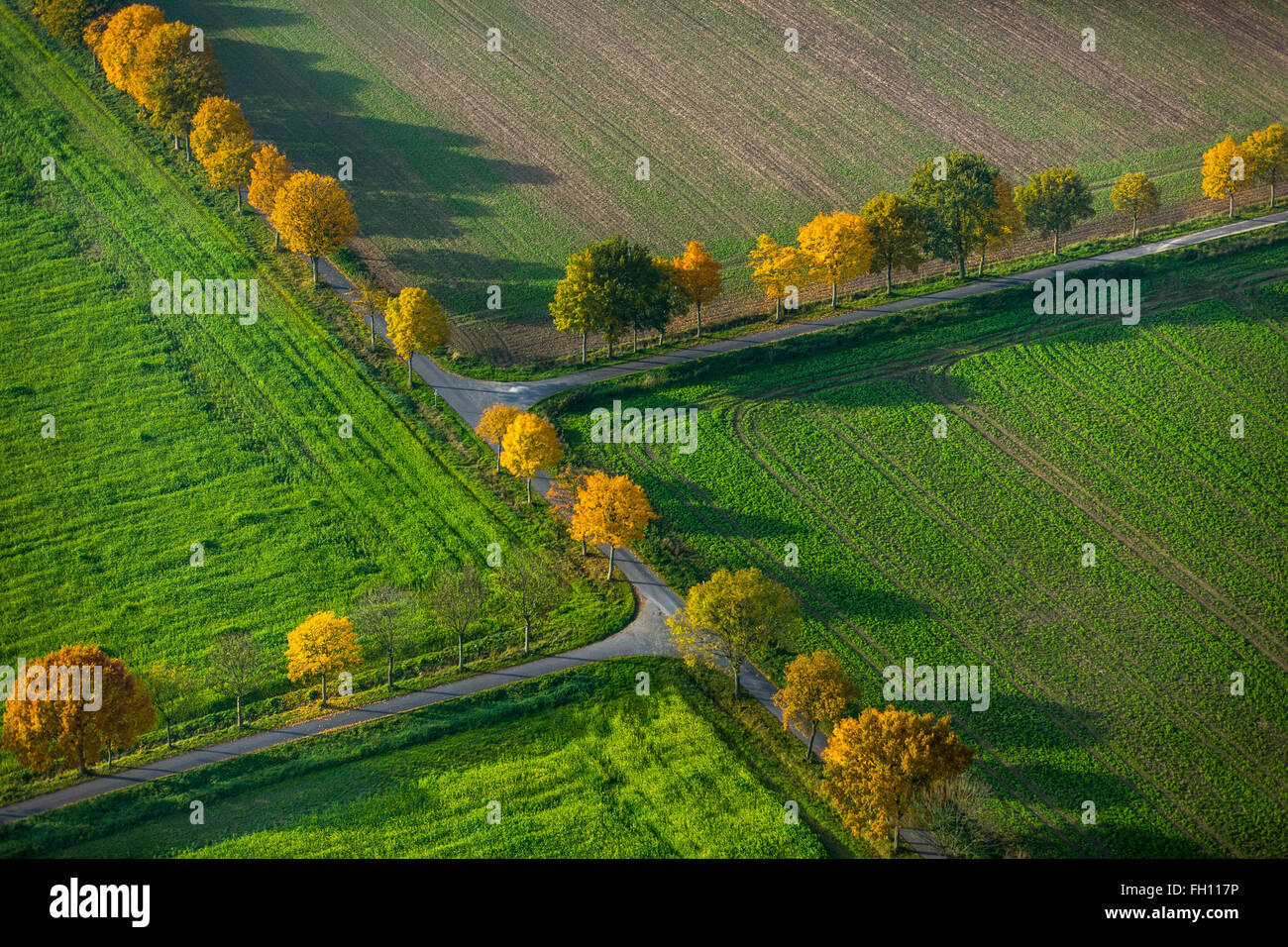 Allee im Herbst, unbefestigte Straßen, Kreuzungen, Kreuzung, Felder, Nottuln, Münsterland, Nordrhein-Westfalen, Deutschland Stockfoto